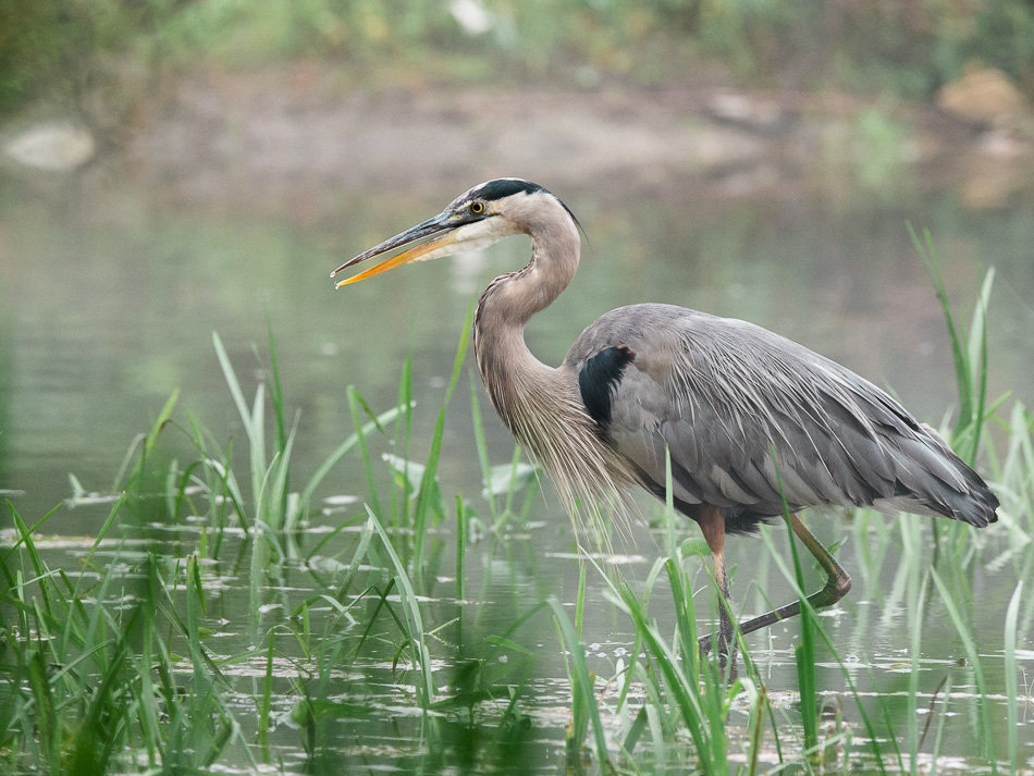 Walking great blue heron