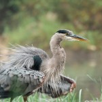 Great Blue Heron Fishing at the Dam Great Blue Heron Fishing at the Dam