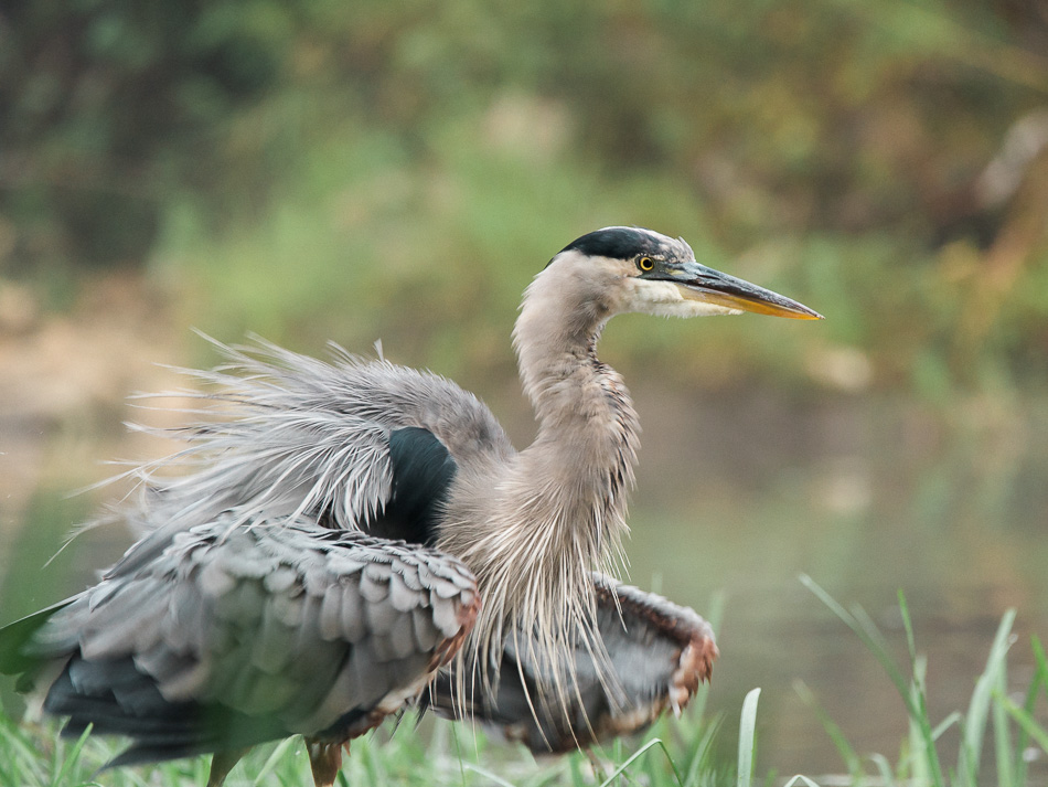 Puffed up great blue heron