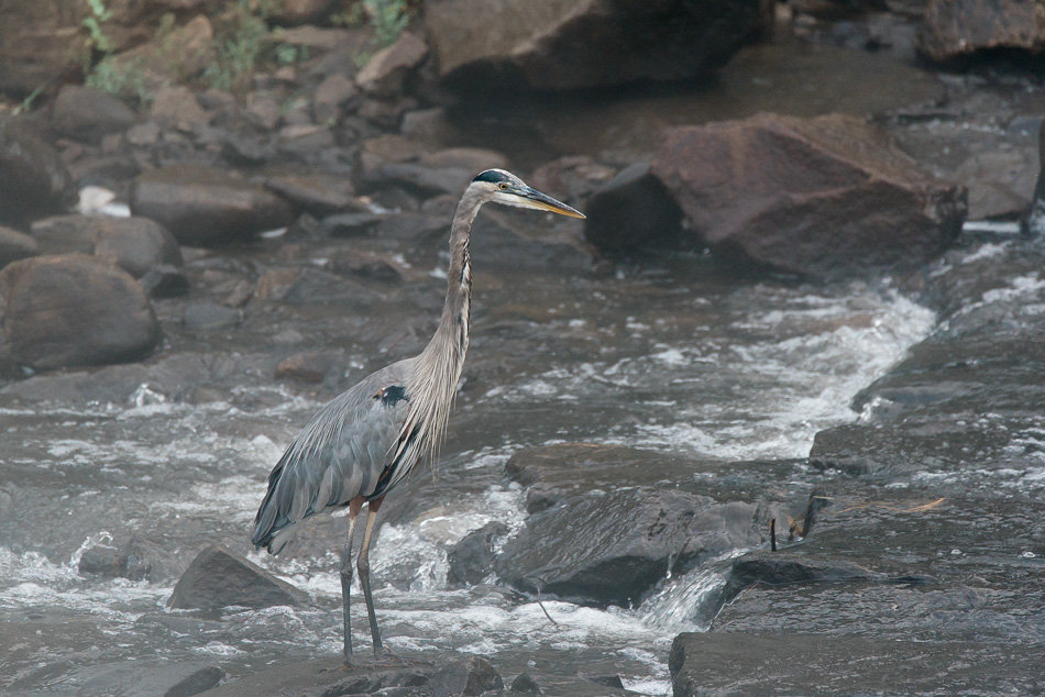 Great blue heron at the base of a dam