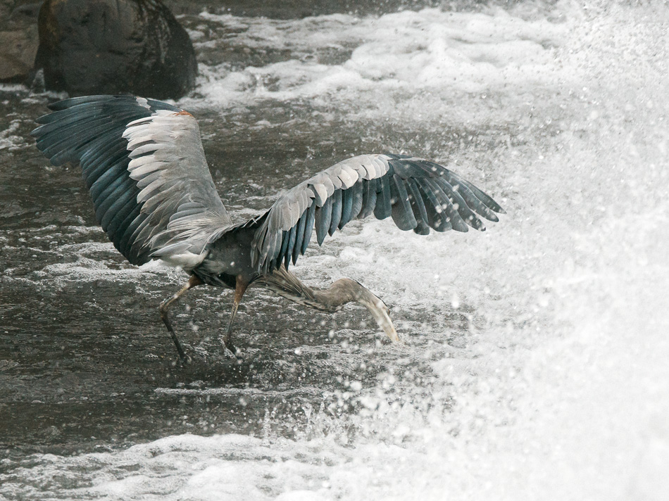 Great blue heron spearing a fish