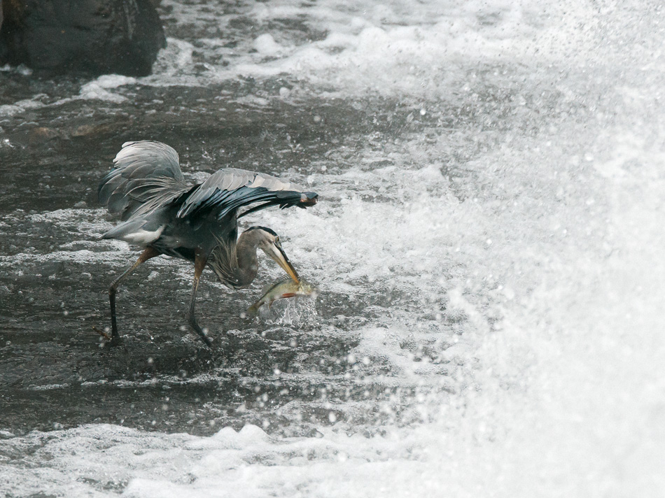 Great blue heron captures a fish in its beak