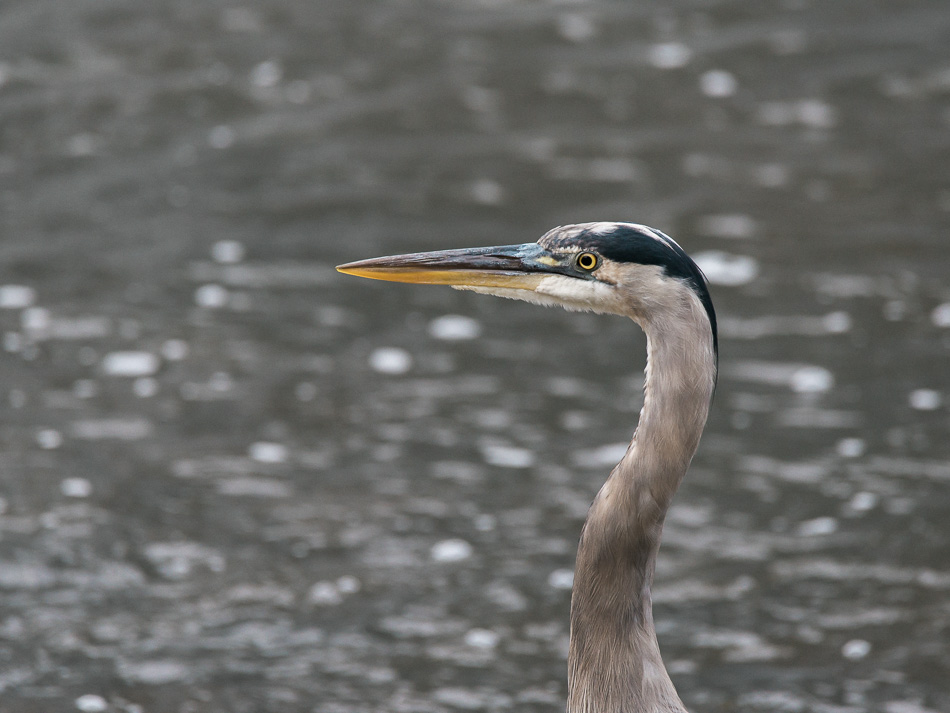 Great blue heron headshot