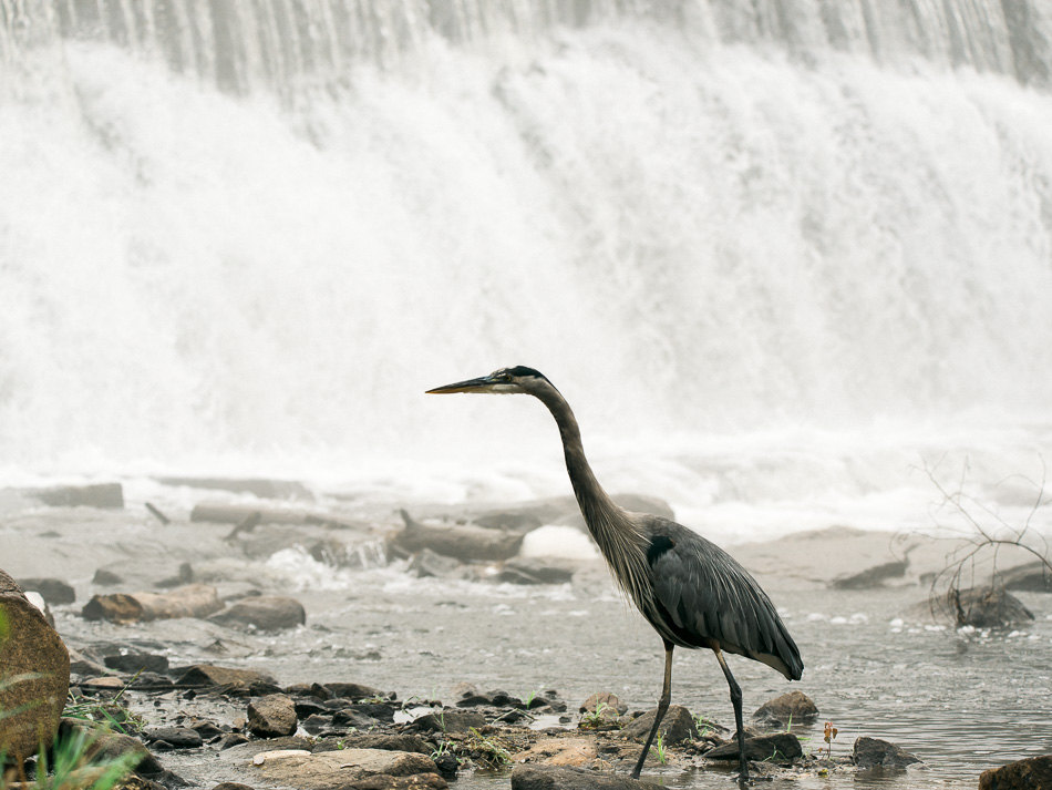 Great blue heron walking in front of a dam