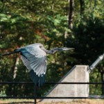 Great Blue Heron Fly-by Great Blue Heron Fly-by