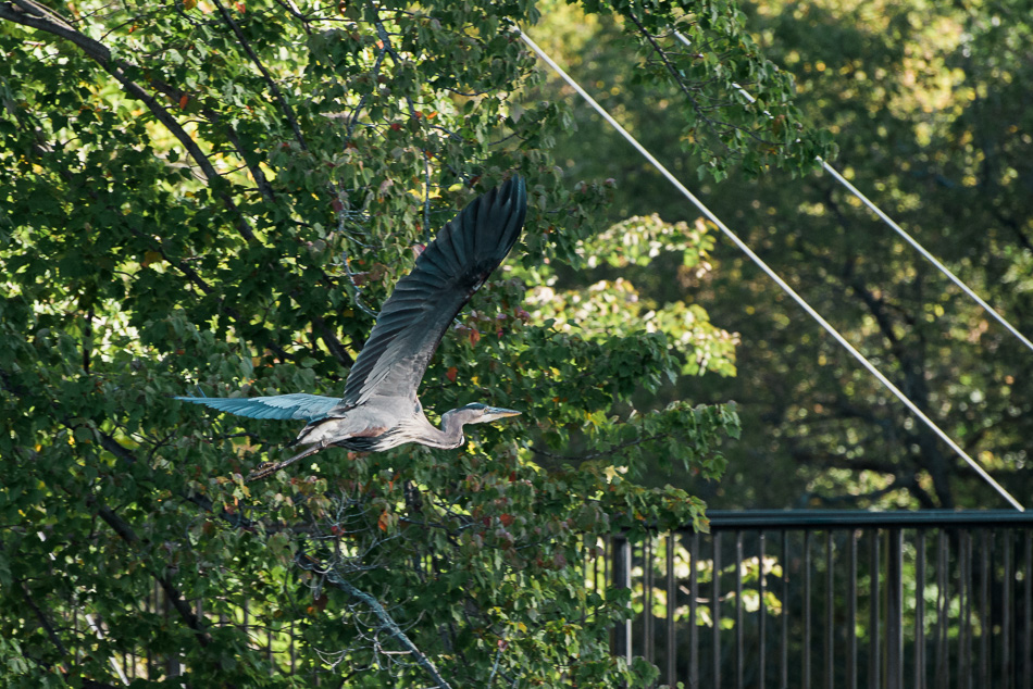 Adult great blue heron in flight