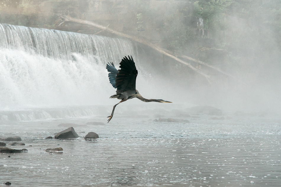 A great blue heron lifting off in the mist at the base of the Ashuelot River dam
