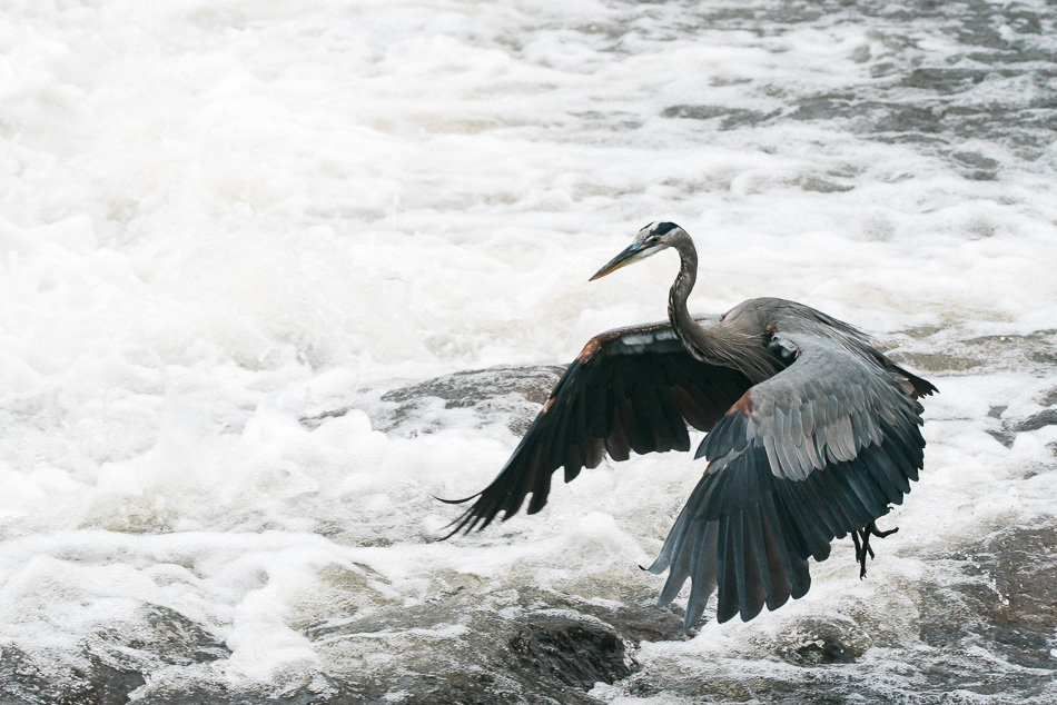 Great blue heron levitating above the water at the base of a dam
