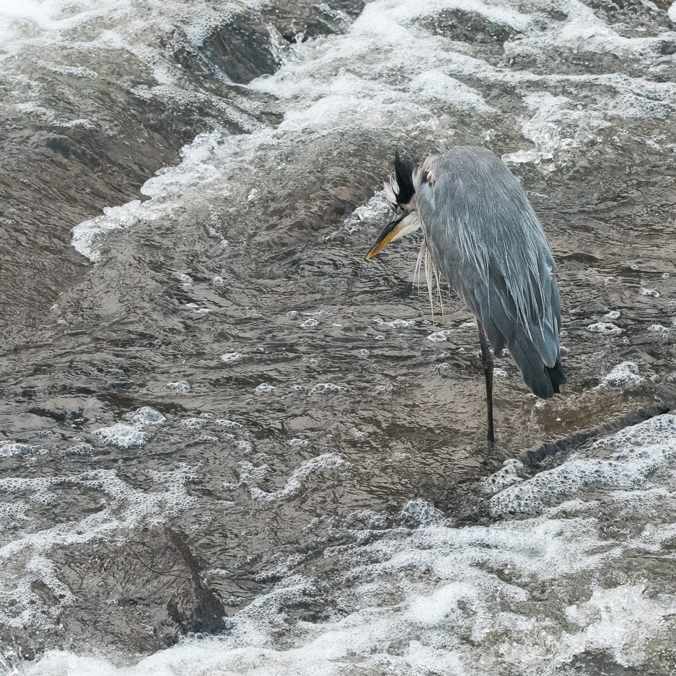 Great blue heron standing on one leg