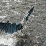 Great Blue Heron Wading Great Blue Heron Wading