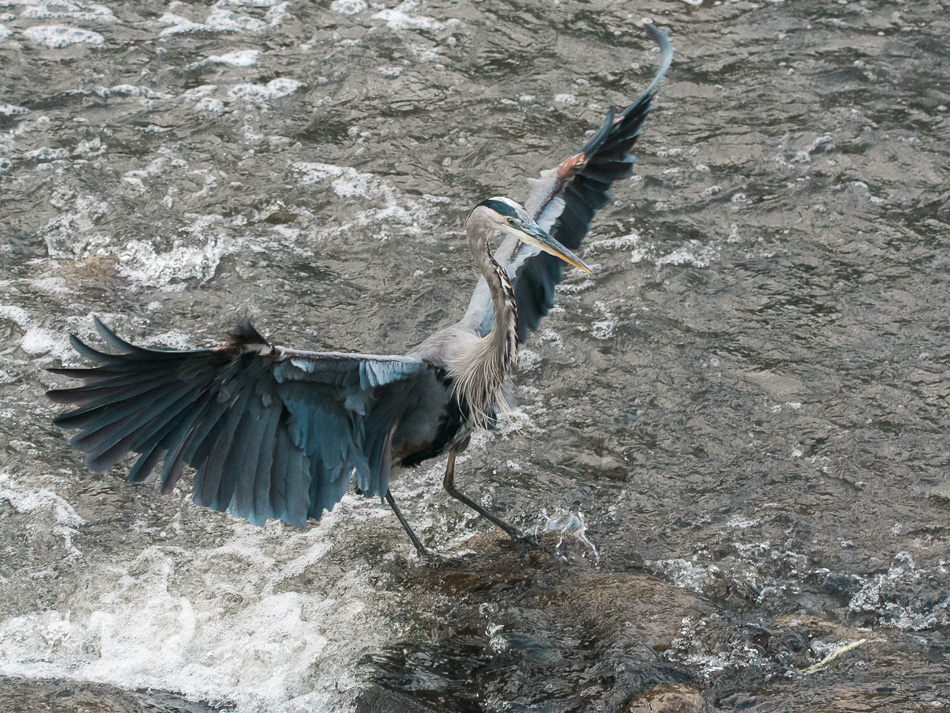 Great blue heron spreading its wings