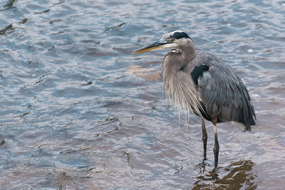 Great blue heron wading in the river