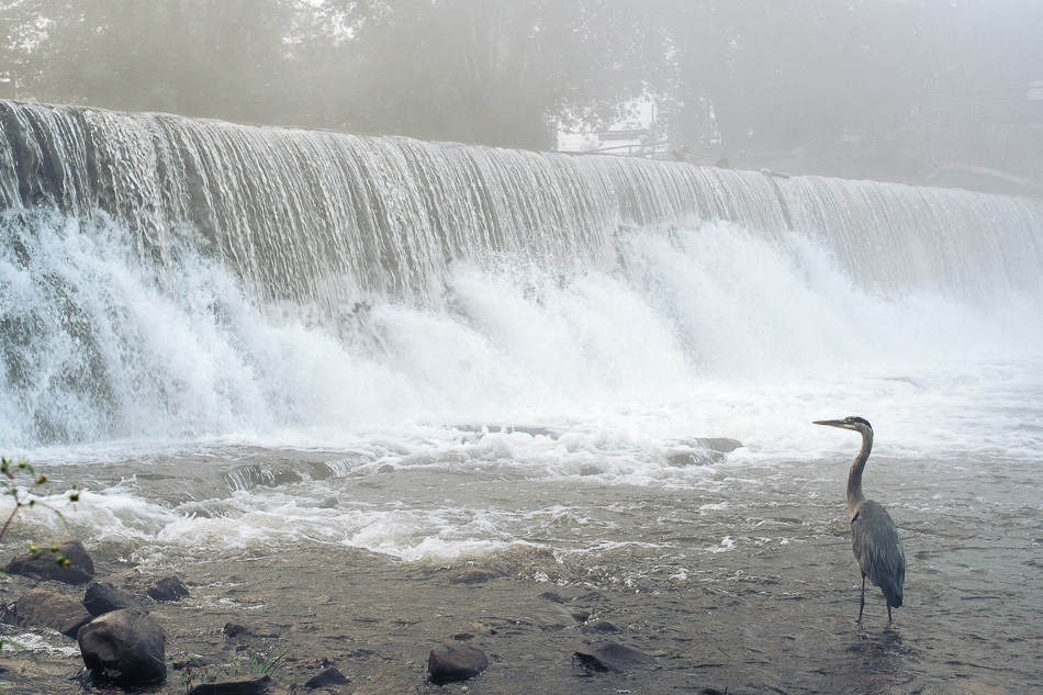 Great blue heron standing in front of a waterfall on the Ashuelot River