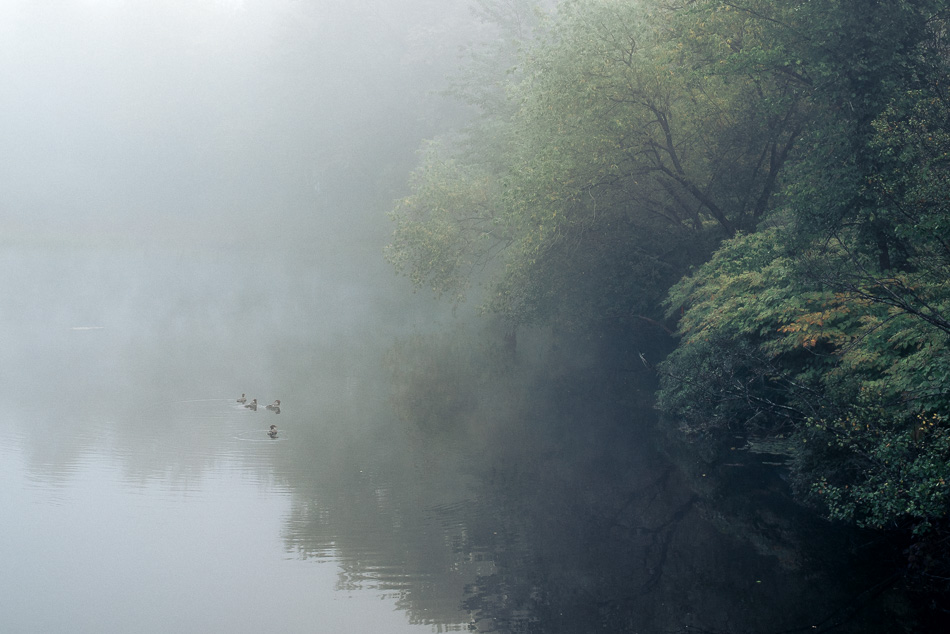 Four common mergansers float on the foggy Ashuelot River