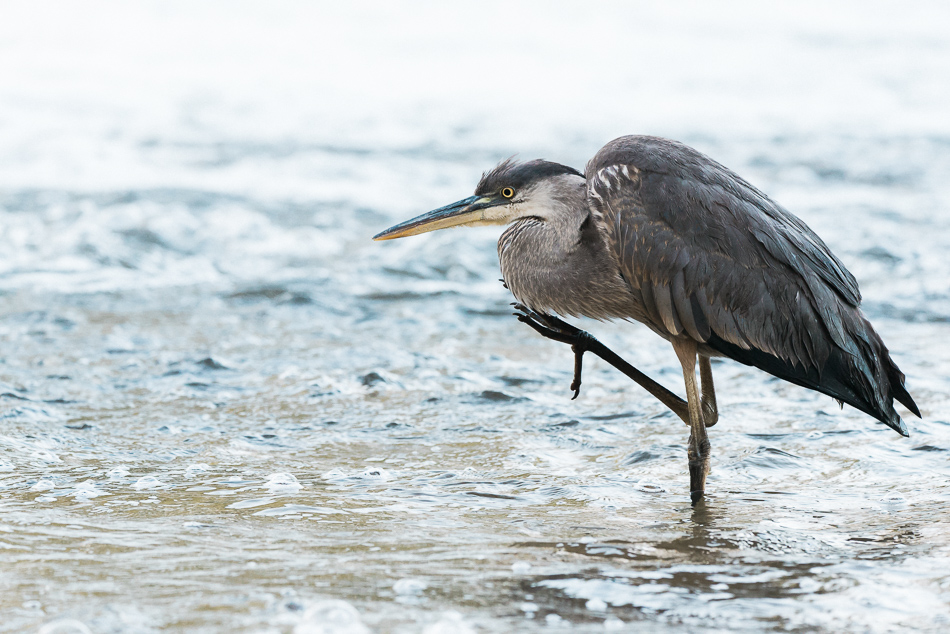 Young great blue heron lifiting its foot