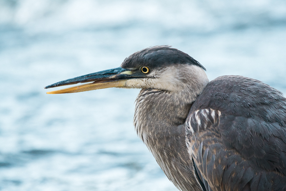Young great blue heron portrait