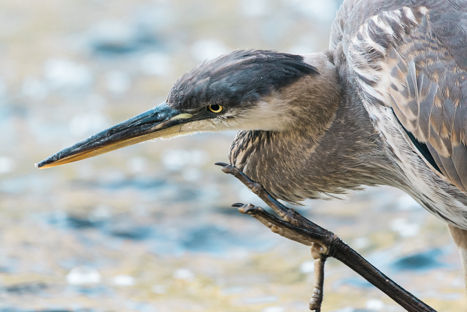 Young great blue heron scratching