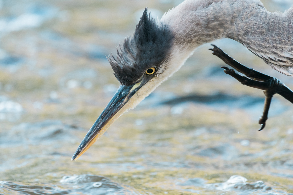 Young great blue heron scratching
