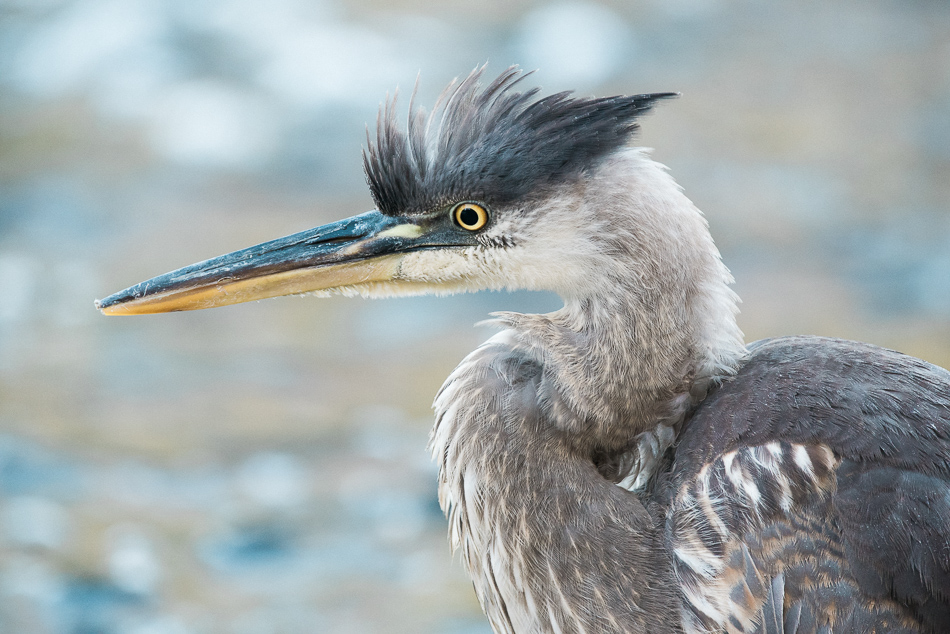 Young great blue heron with puffed up head feathers