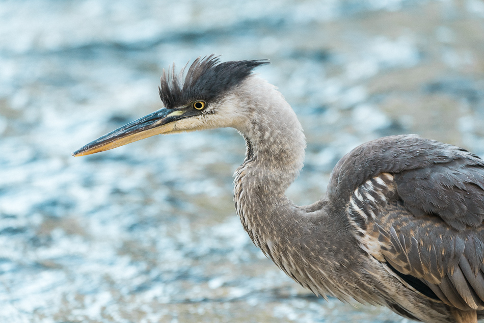 Young great blue heron with puffed up head feathers