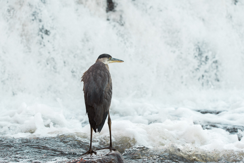 Young great blue heron standing before the Ashuelot River Dam