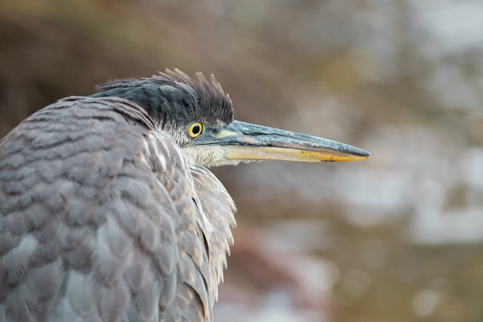Portrait of a young great blue heron with head feathers standing up