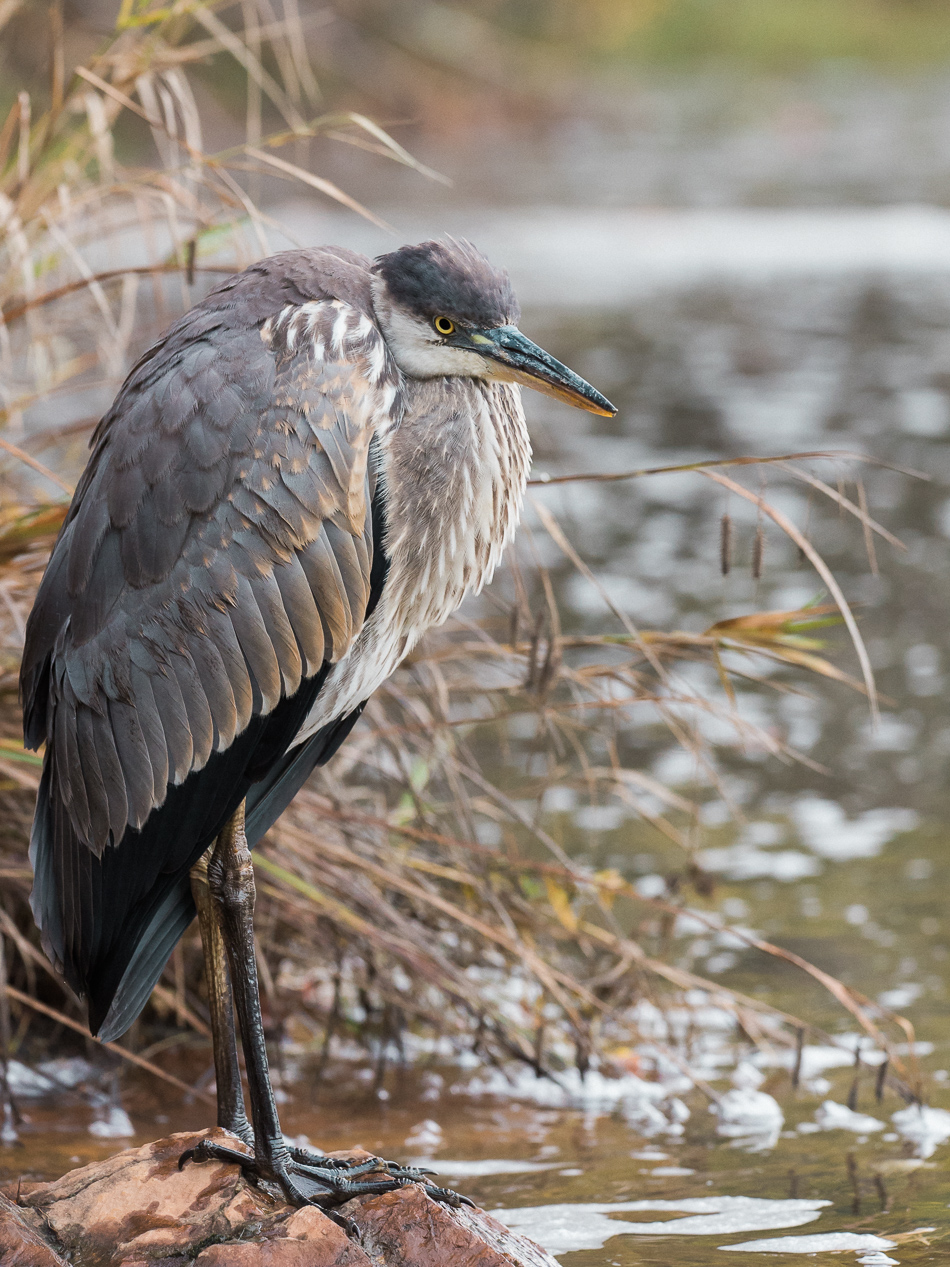 Portrait of a young great blue heron standing on a rock
