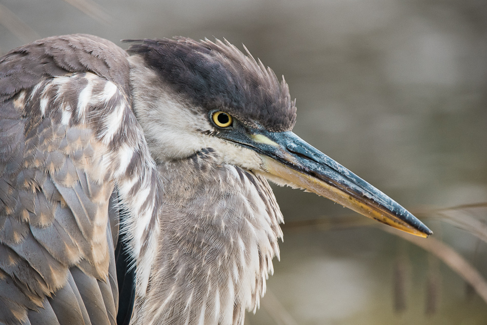 Close-up portrait of a young great blue heron