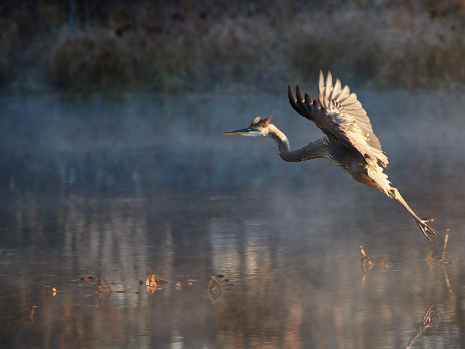 A great blue heron flying over the Ashuelot River