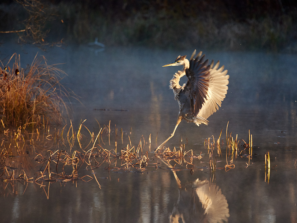 A great blue heron lands on the shore of the Ashuelot River