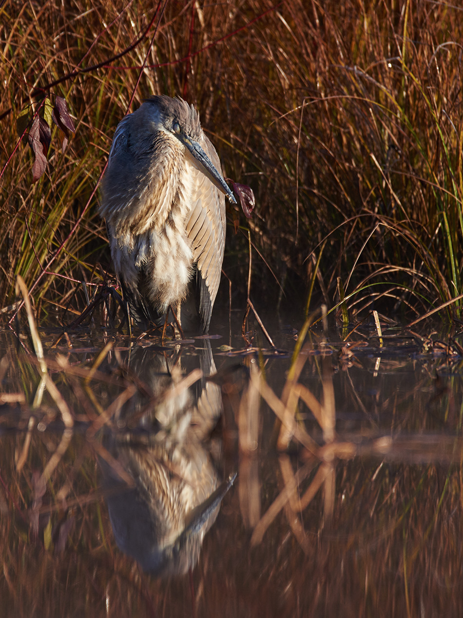 A great blue heron sleeps while standing on one leg