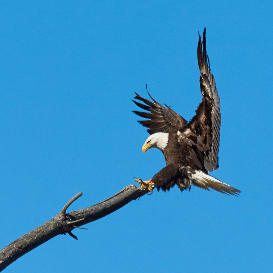 A bald eagle reaches with its talons toward a perch