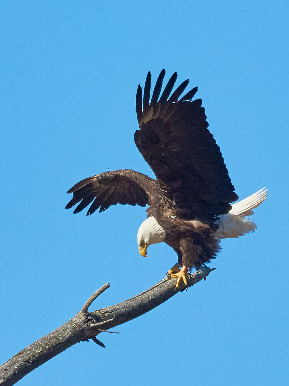 Bald eagle balancing on a perch