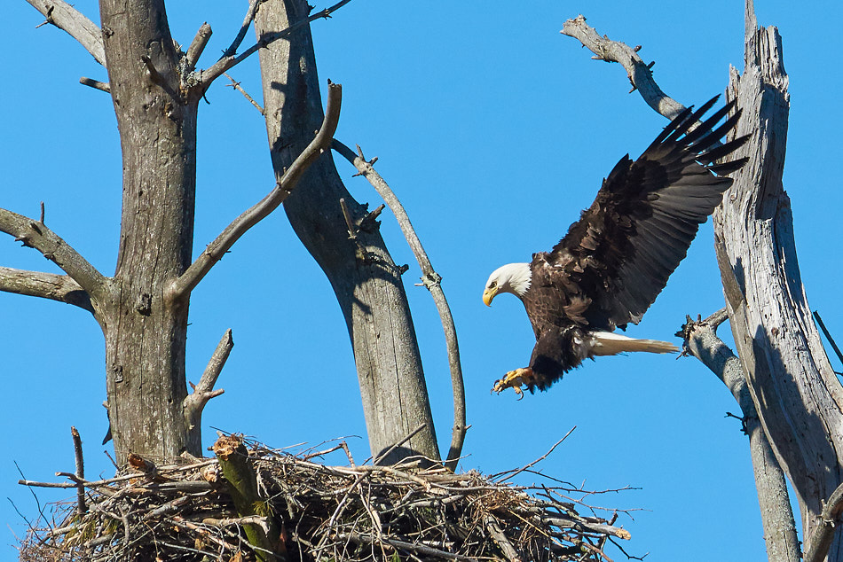 Bald eagle landing at its nest
