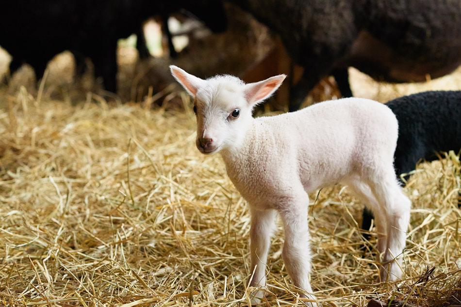 Lamb at Far Fetch Farm