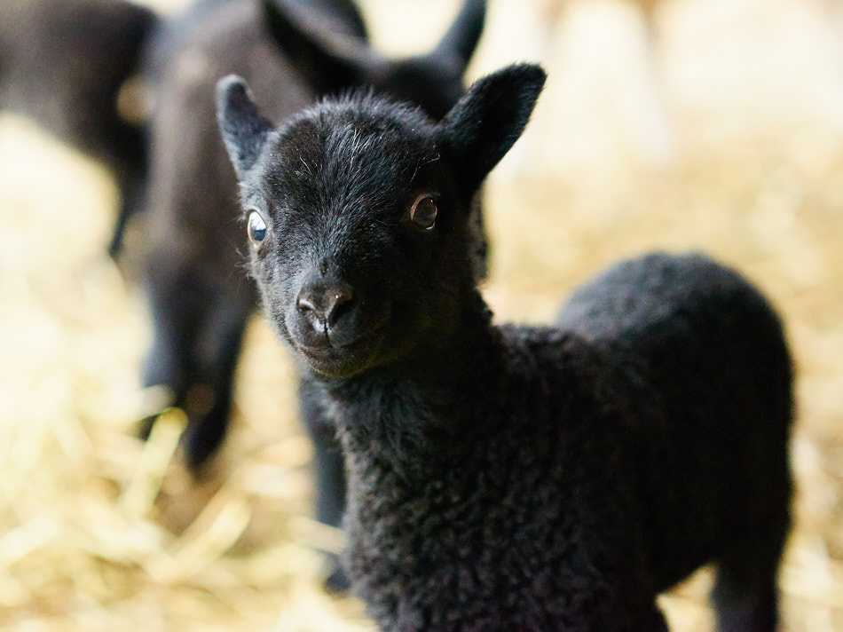 Lamb at Far Fetch Farm