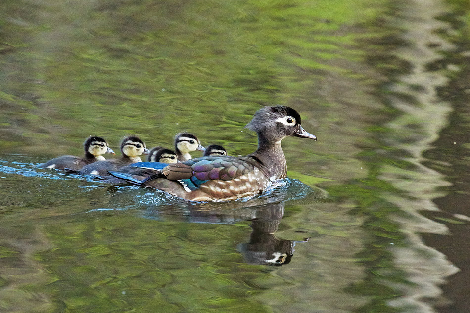 A raft of wood ducklings with their mother