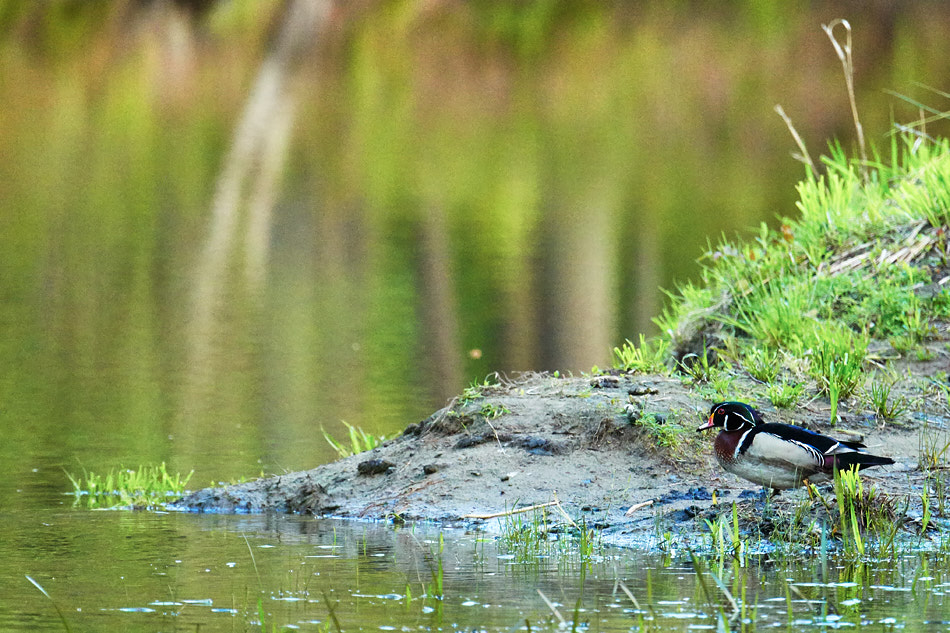 Male wood duck standing near the edge of a river