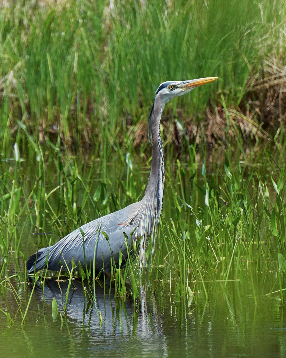 Great blue heron hunting in a pond