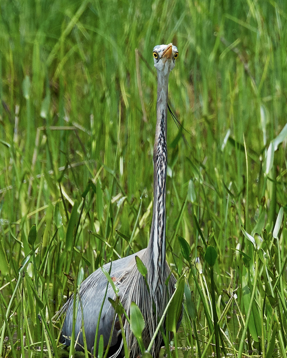 Great blue heron staring at the camera