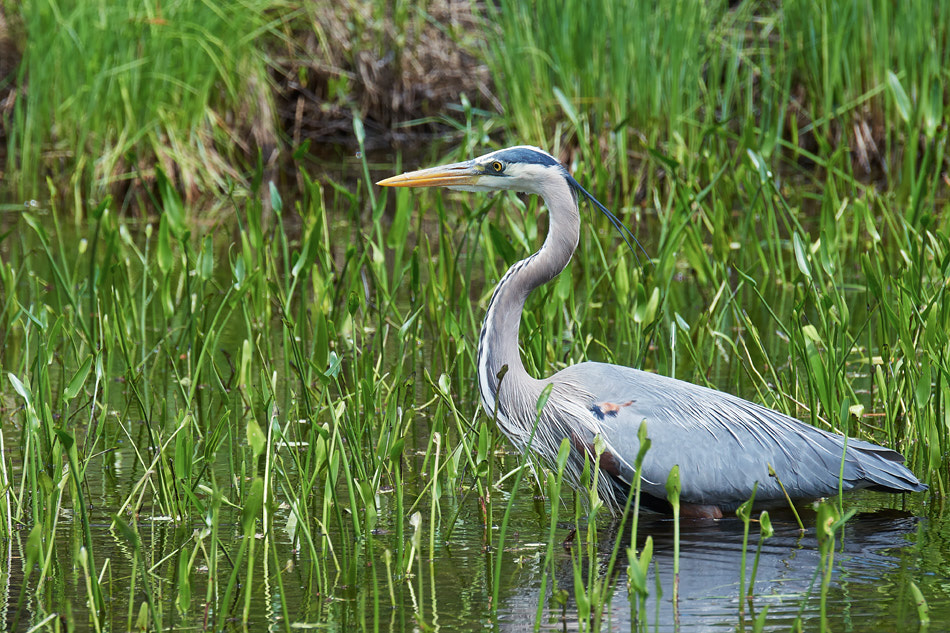 Great blue heron in the tall grass at the edge of a pond