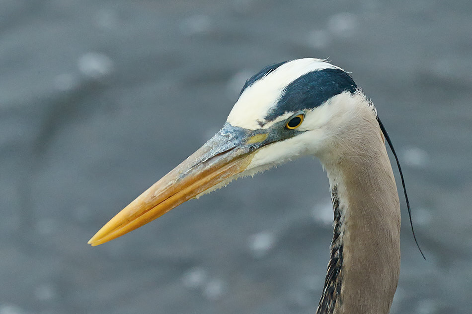 Overhead portrait of a great blue heron