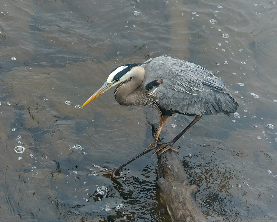 Great blue heron dipping a foot into the water
