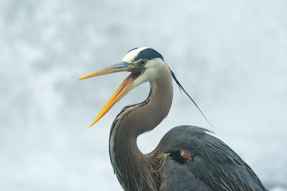 Great blue heron with an open beak and long head plume