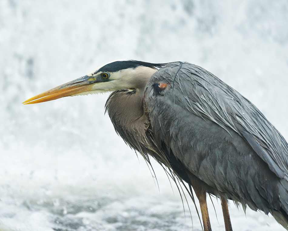 Great blue heron in front of the Ashuelot River dam in Keene