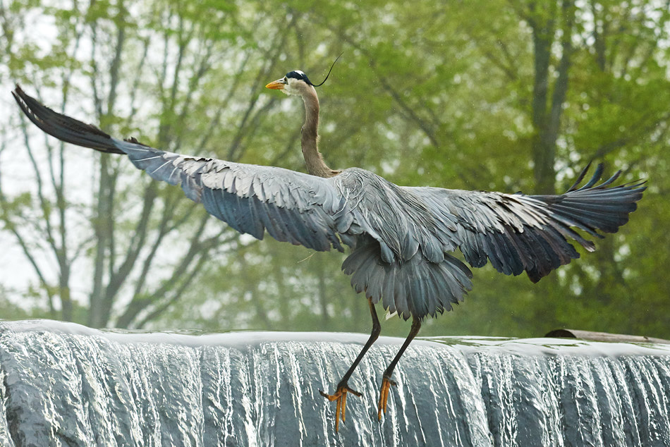 Great blue heron flying over the Ashuelot River dam in Keene