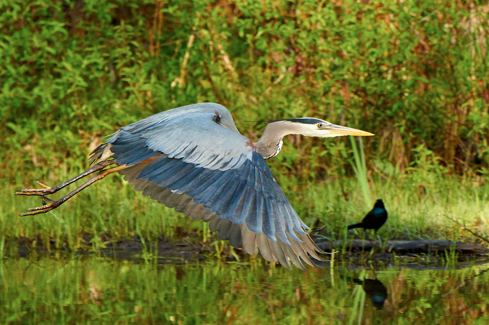 Great blue heron flying past a crow