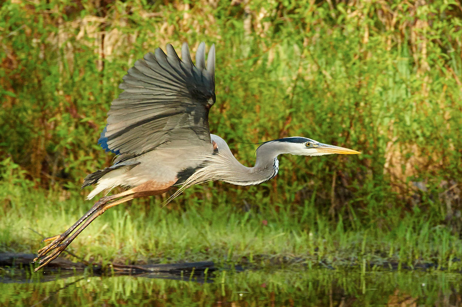 Great blue heron in flight during the early morning