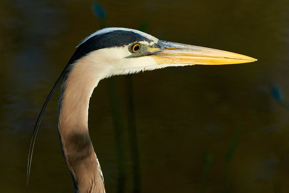 Portrait of a great blue heron with a long head plume