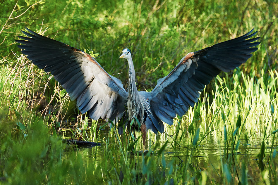 A great blue heron stretches its wings